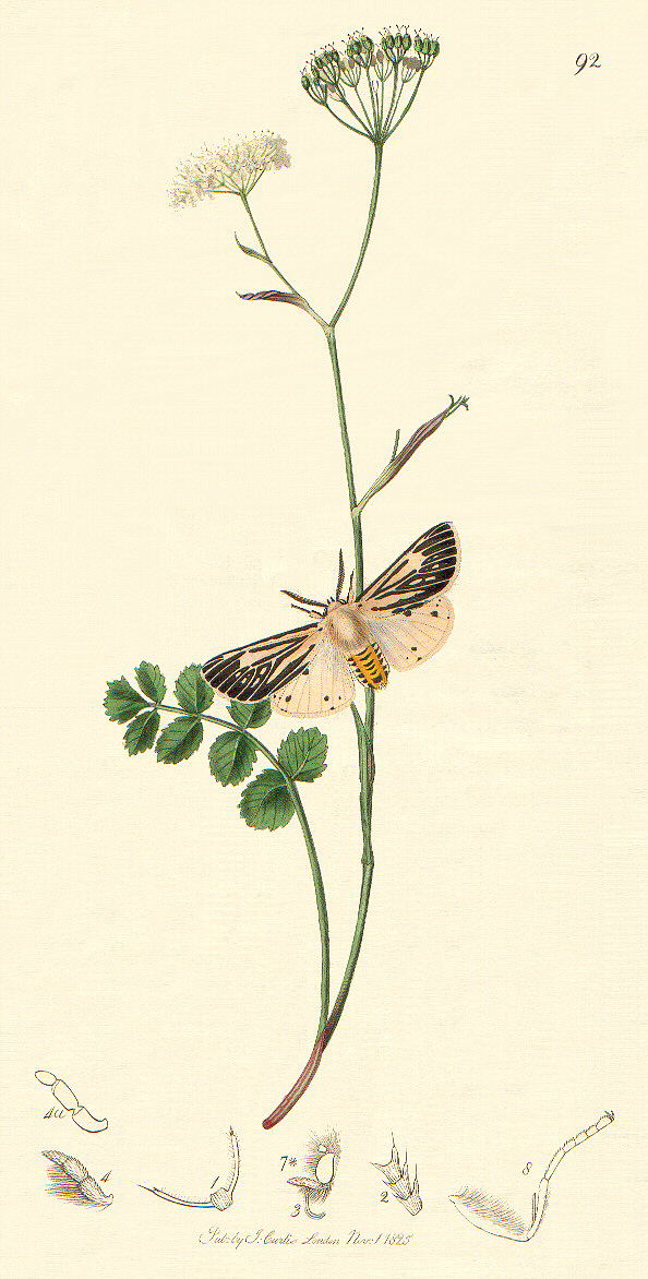 Arctiidae image